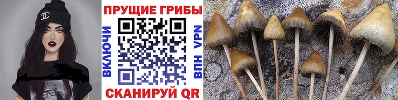 Псилоцибиновые грибы MAGIC MUSHROOMS нарко площадка телеграм Осташков